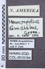 Etiketten zu Prisahypnus frontalis (NHMW-ZOO-COL-0010184)